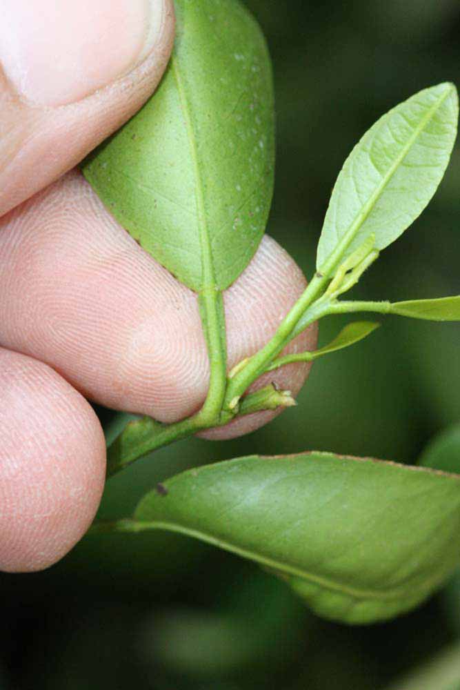               Petiole (Riverside, CA)       